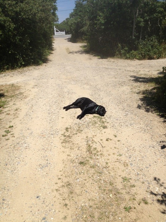 Sirzy Laying in the Road