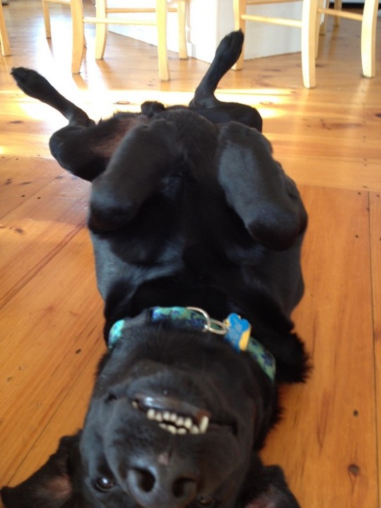 Sirzy Teeth