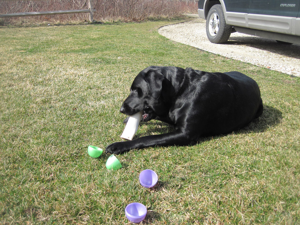Sirzy-easter Sirzy also got a bone in his basket