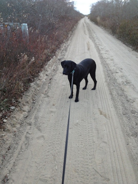 Walking Sirzy